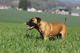 BULLMASTIFF 535